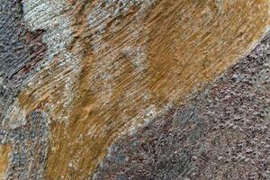 Texture surface of Eucalyptus tree trunk photo