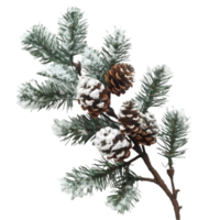 A branch with pine cones and snow on it png