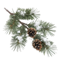 Pine cone snow png