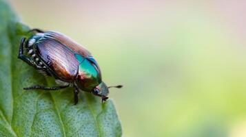 small beetle on leaf tip shot in macro photo