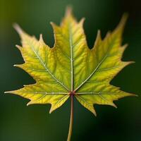 maple leaf on a green background photo