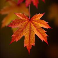 autumn maple leaf photo