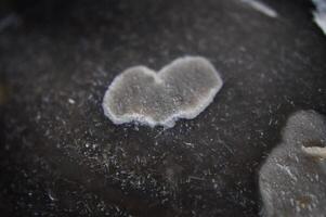 Heart on a black flint with lichen growth lying in the sand, on the beach in Zingst photo