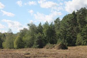 tree landscape photo