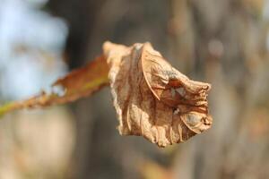 dry leaf photo