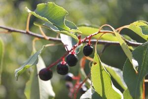 close up photo of fruit