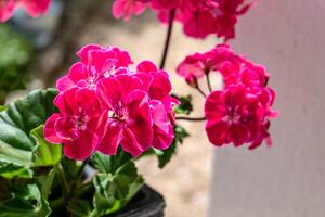 Potted pink geranium on a windowsill, pelargonium photo