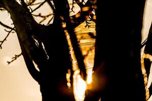 Sunset behind trees in autumn with spider web threads photo