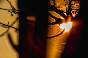 Sunset behind trees in autumn with spider web threads photo