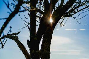 Sunset behind trees in autumn with spider web threads photo