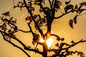 Sunset behind trees in autumn with spider web threads photo