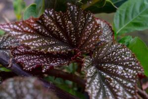 Begonia maculata maculata meaning spotted, the polka dot begonia is a species of begonia. Begonia maculata has green oblong leaves with silver dots. The undersides of the leaves are red purple. photo