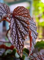Begonia maculata maculata meaning spotted, the polka dot begonia is a species of begonia. Begonia maculata has green oblong leaves with silver dots. The undersides of the leaves are red purple. photo