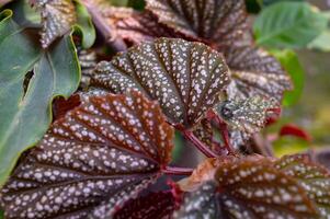Begonia maculata maculata meaning spotted, the polka dot begonia is a species of begonia. Begonia maculata has green oblong leaves with silver dots. The undersides of the leaves are red purple. photo