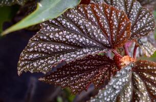 Begonia maculata maculata meaning spotted, the polka dot begonia is a species of begonia. Begonia maculata has green oblong leaves with silver dots. The undersides of the leaves are red purple. photo