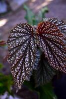 Begonia maculata maculata meaning spotted, the polka dot begonia is a species of begonia. Begonia maculata has green oblong leaves with silver dots. The undersides of the leaves are red purple. photo