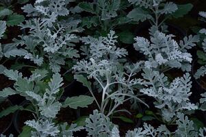 Jacobaea maritima, commonly known as silver ragwort, is a species of perennial plant in the genus Jacobaea in the family Asteraceae. photo