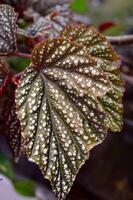 Begonia maculata maculata meaning spotted, the polka dot begonia is a species of begonia. Begonia maculata has green oblong leaves with silver dots. The undersides of the leaves are red purple. photo