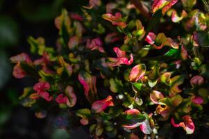 Ornamental plants with pink color. Blurred background. Selective focus. photo