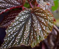 Begonia maculata maculata meaning spotted, the polka dot begonia is a species of begonia. Begonia maculata has green oblong leaves with silver dots. The undersides of the leaves are red purple. photo