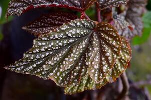 Begonia maculata maculata meaning spotted, the polka dot begonia is a species of begonia. Begonia maculata has green oblong leaves with silver dots. The undersides of the leaves are red purple. photo