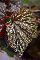 Begonia maculata maculata meaning spotted, the polka dot begonia is a species of begonia. Begonia maculata has green oblong leaves with silver dots. The undersides of the leaves are red purple. photo