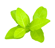 A green lemon leaves on a transparent background, fresh lemon isolated on background, branch of a plant, green lemon plant on a transparent background, a tree branch of Malta plant, green lemon leaf png