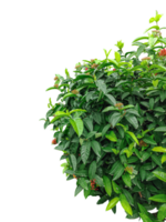 grupo do salsinha, verde fronteira folhas em branco, uma verde plantas sagacidade vermelho flor quadro, Armação com folhas em topo do cada outro, verde folhas em uma filial, imagem, png
