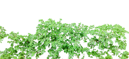 a tree with leaves on it, on a transparent background, green grass isolated, leaves brush isolated on transparent background background, grass isolated on , parsley herbs on , png