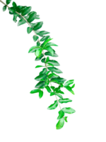 a green plant on a branch with leaves, green plant on a branch with leaves on , png