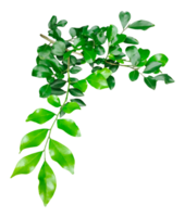 green leaves on a branch , a wood apple tree green leaves hanging from a tree on a transparent background, green plant on a background, png