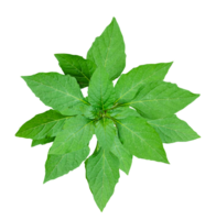 a green plant with leaves on it, green leaves on a branch, image, png