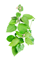 A green leaf isolated on transparent background, a green plant with leaves on it, green leaves on a branch, image, png
