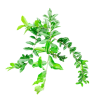 green plant on transparent background, a wood apple tree green leaves hanging from a tree on a transparent background, green plant on a background, png