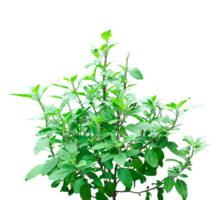a plant with leaves on it, on a transparent background, branch of a tree, plant isolated on , branch of a tree, png