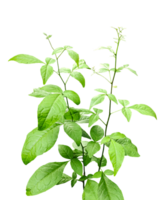 wood apple plant isolated on background, a plant with leaves on it, on a transparent background, a plant with green leaves on a background, png