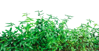 green grass on a transparent background, green leaves on a tree bush frame , green Basil bush plants on a transparent background, a green tree of Basil leaves bush, tree bush frame png