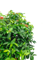bunch of parsley, green border leaves on white, a green plants wit red flower frame with leaves on top of each other, green leaves on a branch, image, png