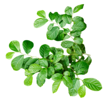 green plant on a background, green leaves frame, green leaves frame on a background, green leaves on a branch, image, png