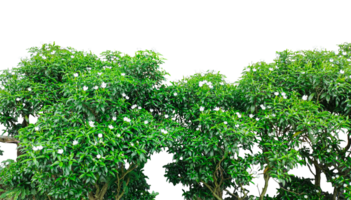 a tree with green leaves and white flower bush on a transparent background, tree bush frame , a tree with green leaves and flowers on it png
