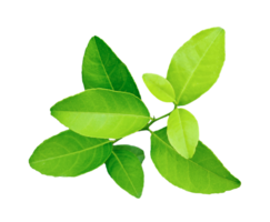 A green lemon leaves on a transparent background, fresh lemon isolated on transparent background, branch of a plant, green lemon plant on a background, a tree branch of Malta plant, green lemon leaf png