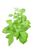 a plant with leaves on it, on a transparent background, a plant with green leaves on a background, png