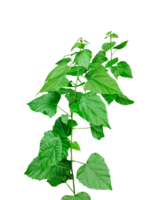 a plant with leaves on it, on a transparent background, a plant with green leaves on a background, png