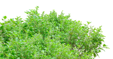 green Basil bush plants on a transparent background, a green tree of Basil leaves bush on a transparent background, tree bush frame png