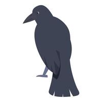Black crow standing, smart bird with dark feathers, corvus corone vector