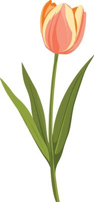 sweet cute simple tulip clipart