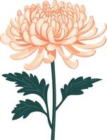 adorable cute simple chrysanthemum clipart vector