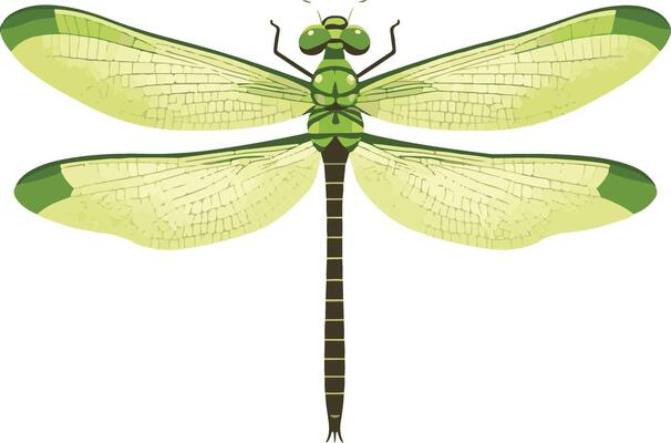 adorable cute simple green darner dragonfly clipart