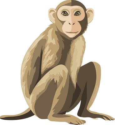 cute simple macaque clipart