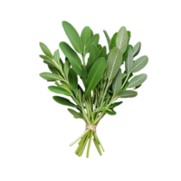 Assortment of fresh green herbs in a bunch, isolated on transparent background png